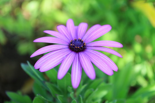 Stunning pastel purple Cape Daisy Antique Rose flower or Daisy Marguerite on Easter Island, Chile, South America