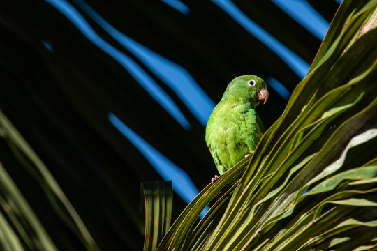 Little cute creatures: a bright plain parakeet (Brotogeris tirica) perched on a palm tree. Green and Yellow Brazilian birds.