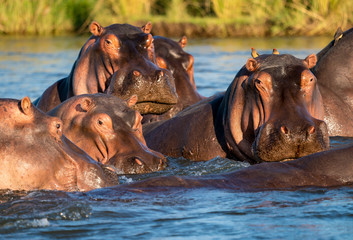 Fototapeta premium Hippo-Treff