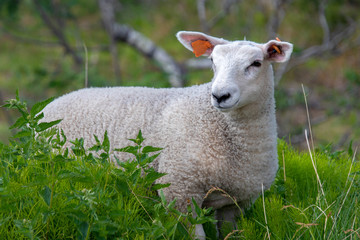A single domestic sheep in green surroundings.