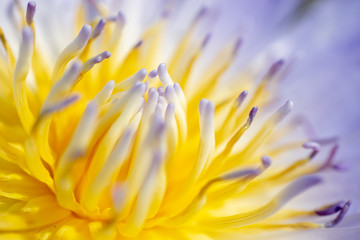 The yellow pollen of the lotus is taken close-up in macro.