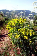 Cypress spurge