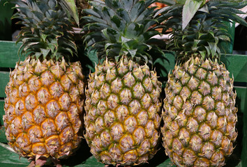Three Ripe Pineapple Whole Fruits with Green Stem 