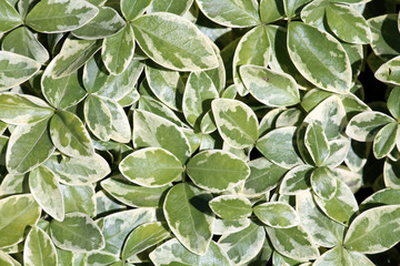 Fototapeta premium Green leaves with white margins of Vinca minor variegata or lesser periwinkle