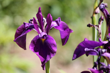 Violet flower or Iris ensata or Japanese water iris