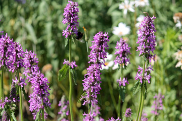 Flowers of Stachys officinalis or purple betony