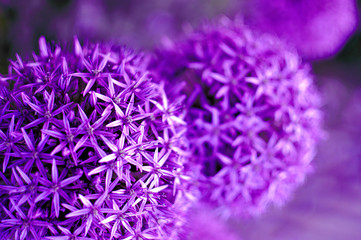 Purple flowers of allium with blurred background, close up, color of the year