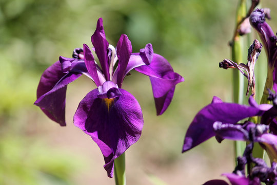 Violet flower or Iris ensata or Japanese water iris