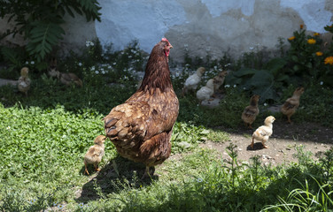 Chicken with baby chickens.