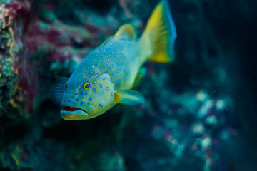 Blue spotted grouper or scientific name Plectropomus maculatus fish in aquarium tank.