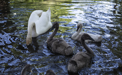 Family of swans swimming in spring water.
