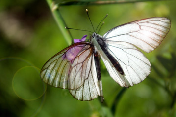 Two butterflies on one flower.