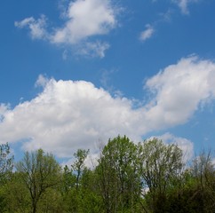 Fototapeta premium The white cloudscape above the tree tops.