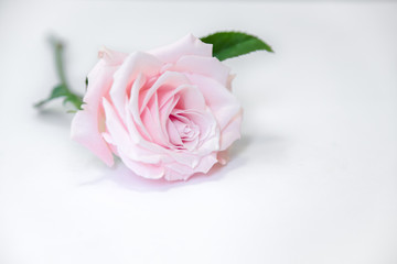 Fototapeta na wymiar A Soft Pink Rose