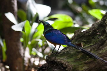 Golden Breasted Starling