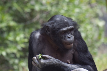 Bonobo on the Lookout