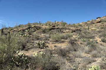 Saguaro cacti and rock formations in the Arizona Sonoran Desert