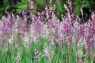 Spikelets in a field, unique lilac spikelets with a blurred green background