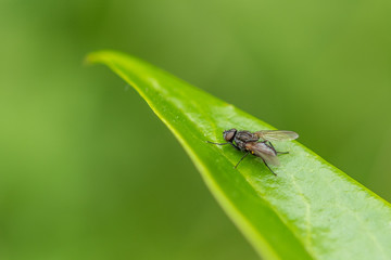 Fly On Leaf