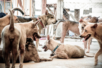 Leprosy asian dog, animal sick leprosy skin problem, Homeless sick street dog, Rabies infection risk on abandoned mixed-breed dog