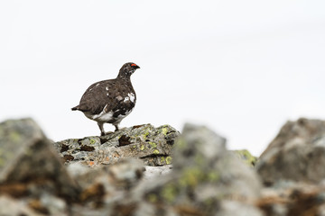Ptarmigan