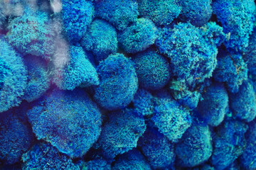 The texture of blue moss. There is a lot of moss behind the glass.