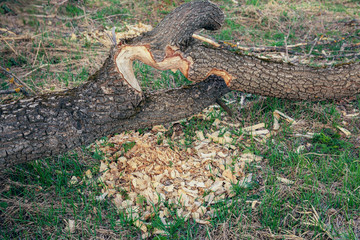 Beavers chewed the trunk of a tree.