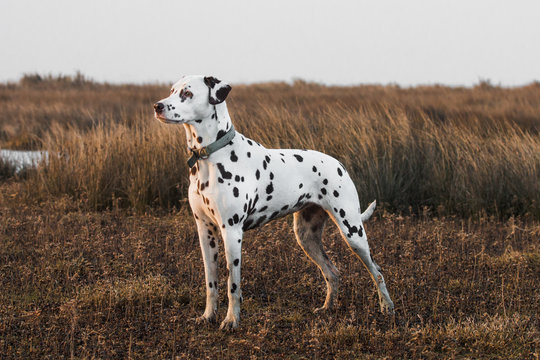 Dalmatian (salt marshes sunset)