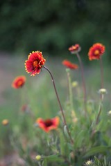 glade red flowers rudbeckia