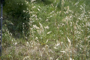 Plants in a park in the Summer