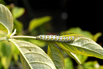 Mullein moth caterpillar, Cucullia verbasci, a common UK caterpillar found on Buddleia and Figwort, laying batches of eggs between may and July. Light green with yellow and black markings 