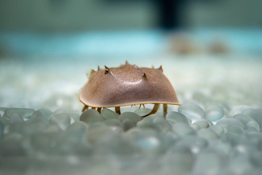 アメリカカブトガニ