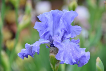 Light blue iris flower 