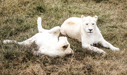 Obraz premium The king of animals