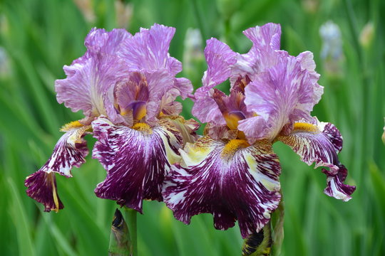 Unusual iris flowers in the garden