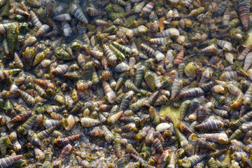 small shells on the beach.