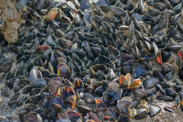 mussels on the beach.