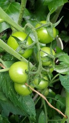 Tomates, recimos.