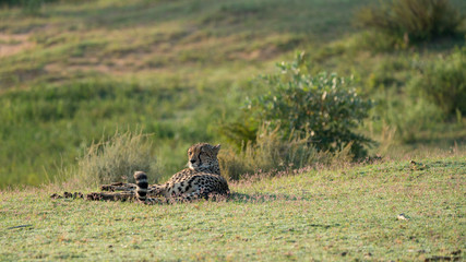 Gepard liegt im Graß und blickt über die Schulter © Michael