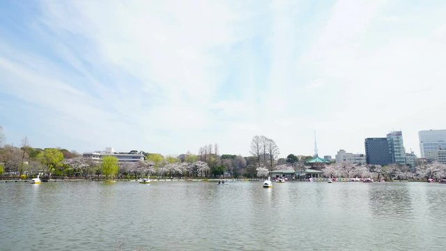 東京・満開の桜・タイムラプス