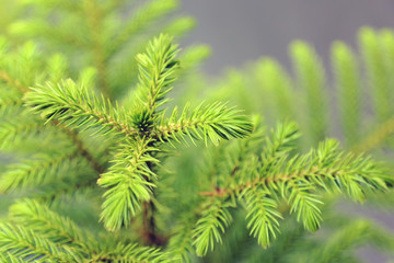 Treetop of pine tree green leaf natural background.