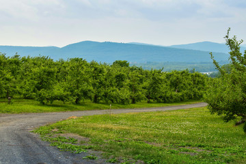 Fruit Garden in Vermont