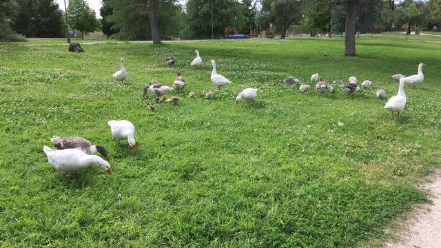 Patos comiendo hierba en el parque.