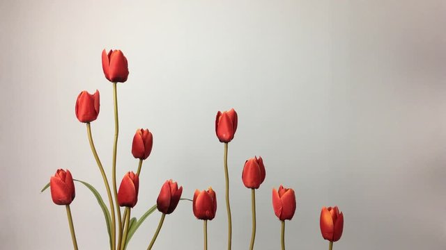 Tulipanes moviendose por el viento sobre fondo blanco.