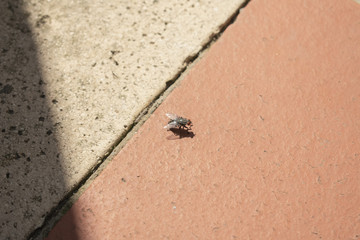 Mosca