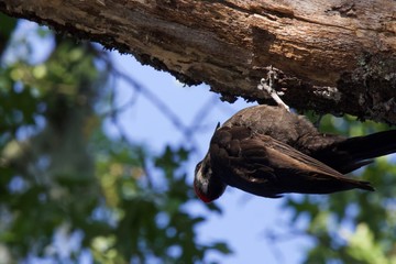 Shiloh Ranch Regional California Woodpecker.  The park includes oak woodlands, forests of mixed evergreens, ridges with sweeping views of the Santa Rosa Plain, canyons, rolling hills, a shaded creek