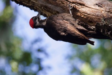 Shiloh Ranch Regional California Woodpecker.  The park includes oak woodlands, forests of mixed evergreens, ridges with sweeping views of the Santa Rosa Plain, canyons, rolling hills, a shaded creek