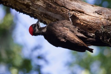 Shiloh Ranch Regional California Woodpecker.  The park includes oak woodlands, forests of mixed evergreens, ridges with sweeping views of the Santa Rosa Plain, canyons, rolling hills, a shaded creek