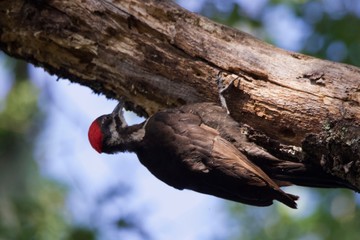 Shiloh Ranch Regional California Woodpecker.  The park includes oak woodlands, forests of mixed evergreens, ridges with sweeping views of the Santa Rosa Plain, canyons, rolling hills, a shaded creek