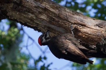 Shiloh Ranch Regional California Woodpecker.  The park includes oak woodlands, forests of mixed evergreens, ridges with sweeping views of the Santa Rosa Plain, canyons, rolling hills, a shaded creek